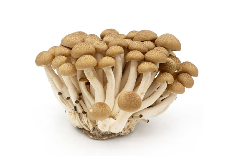 BROWN SHIMEJI MUSHROOM 2 PACKS